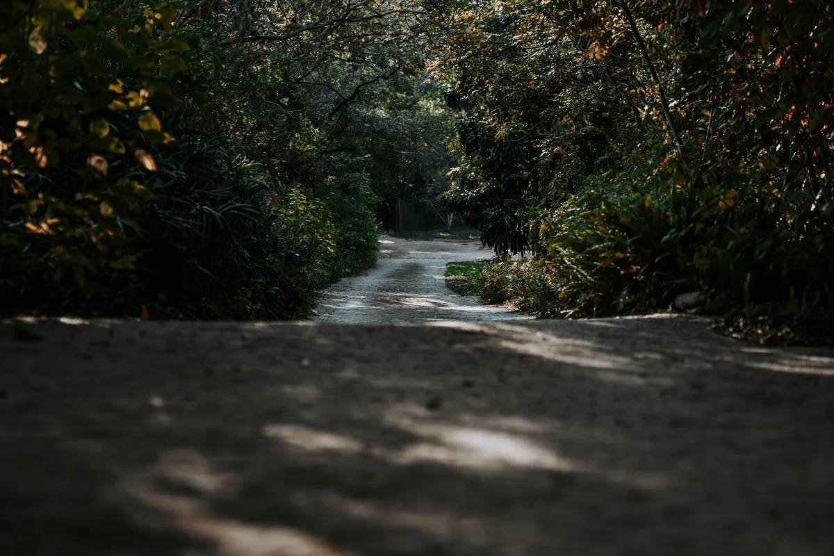 A tree-lined lane photographed on the farm
