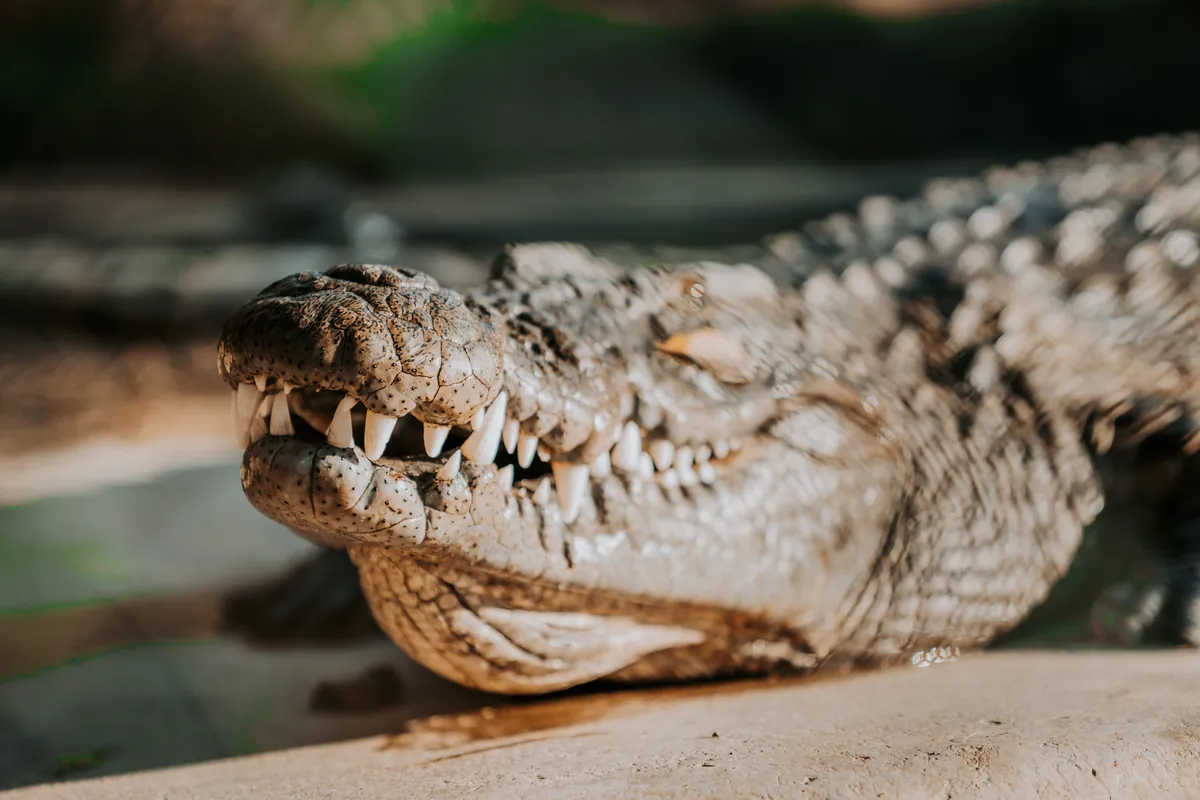 Close view of a crocodile's head and open mouth