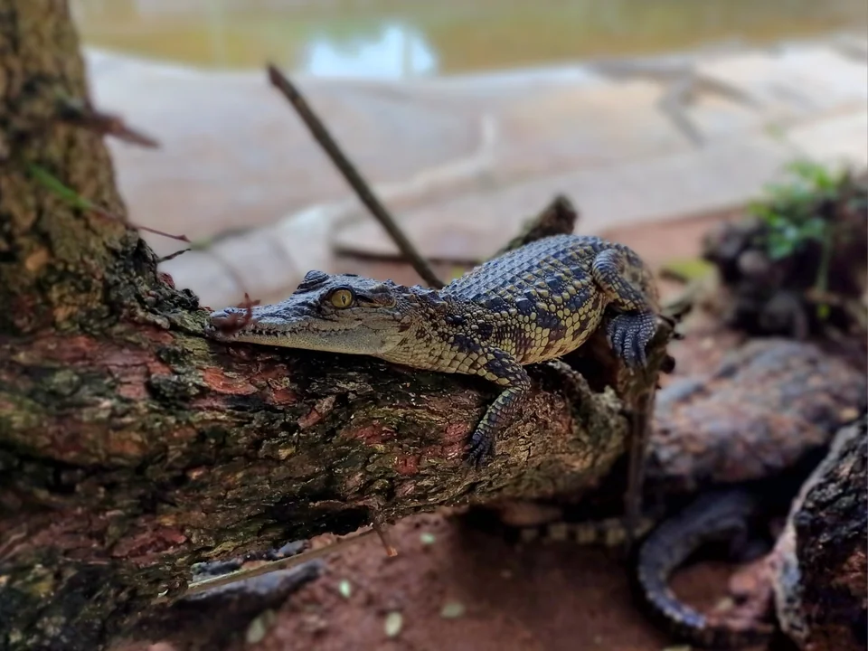 A small crocodile on a fallen branch near water