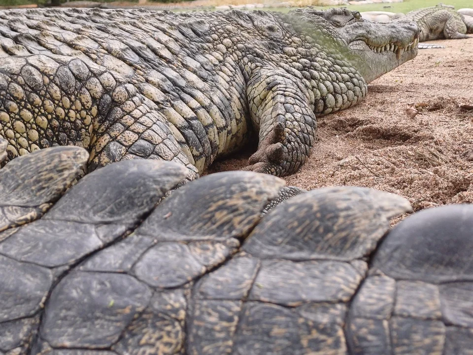Close view of crocodile backs and scales on sand