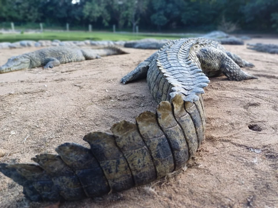 View along a crocodile tail on sandy ground