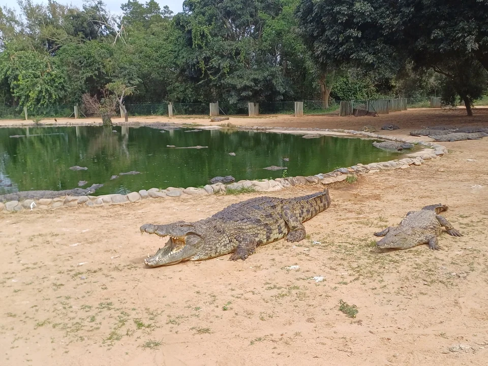 Crocodile on sand beside a pool with its mouth open