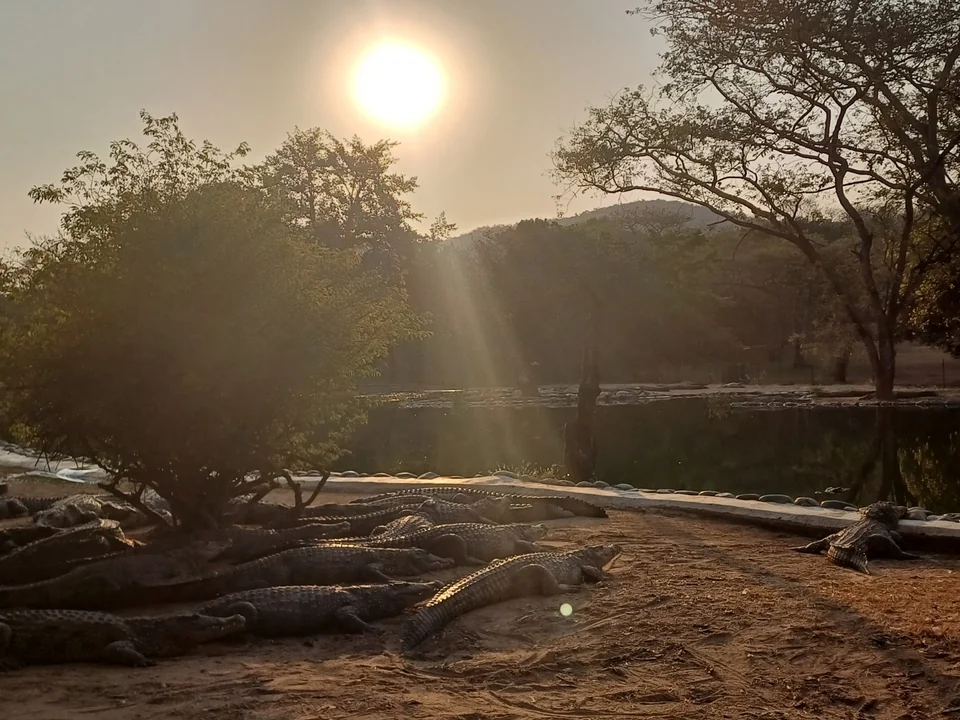 Low sun over a pool with crocodiles along the bank