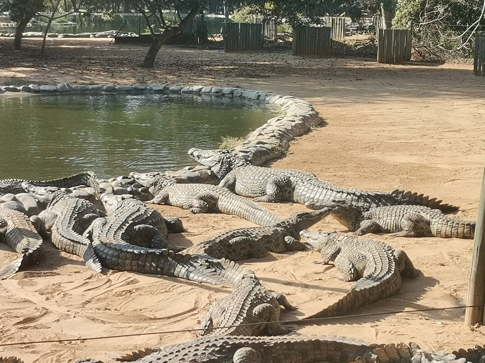 Several crocodiles on sand beside a pool