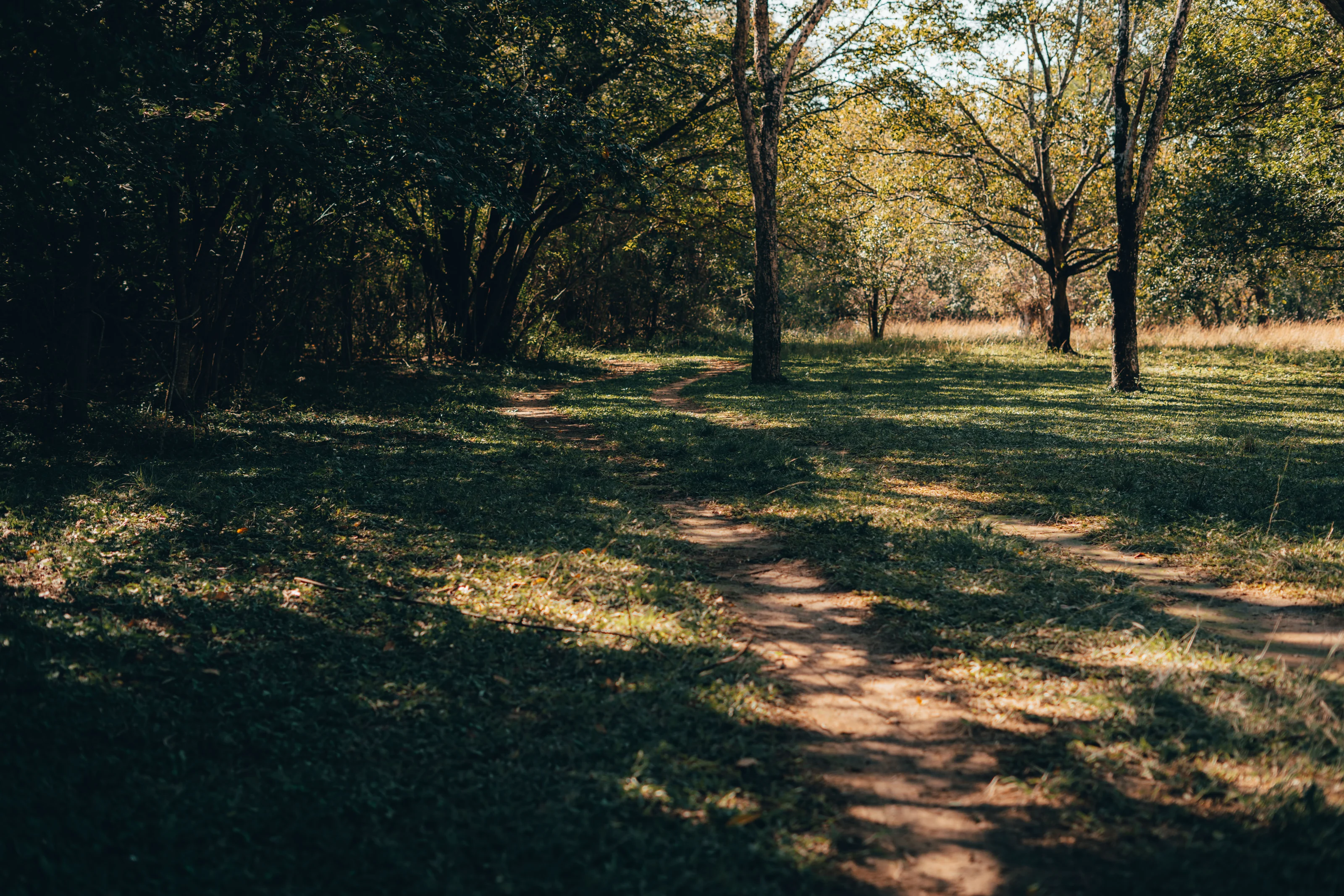 A path through trees with patches of sunlight on the ground
