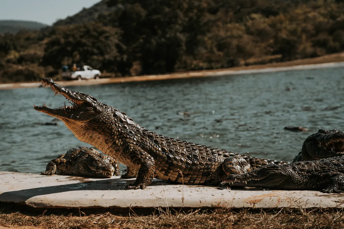Crocodile with its head raised beside water