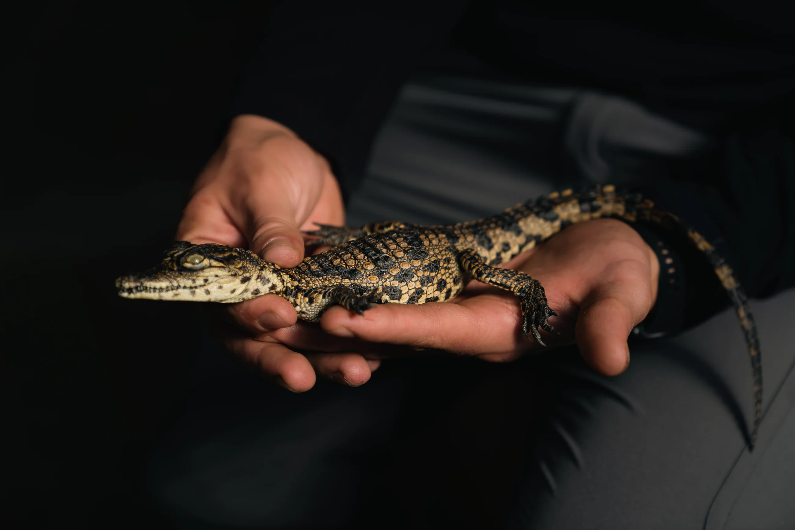 A young crocodile held in a person's hands