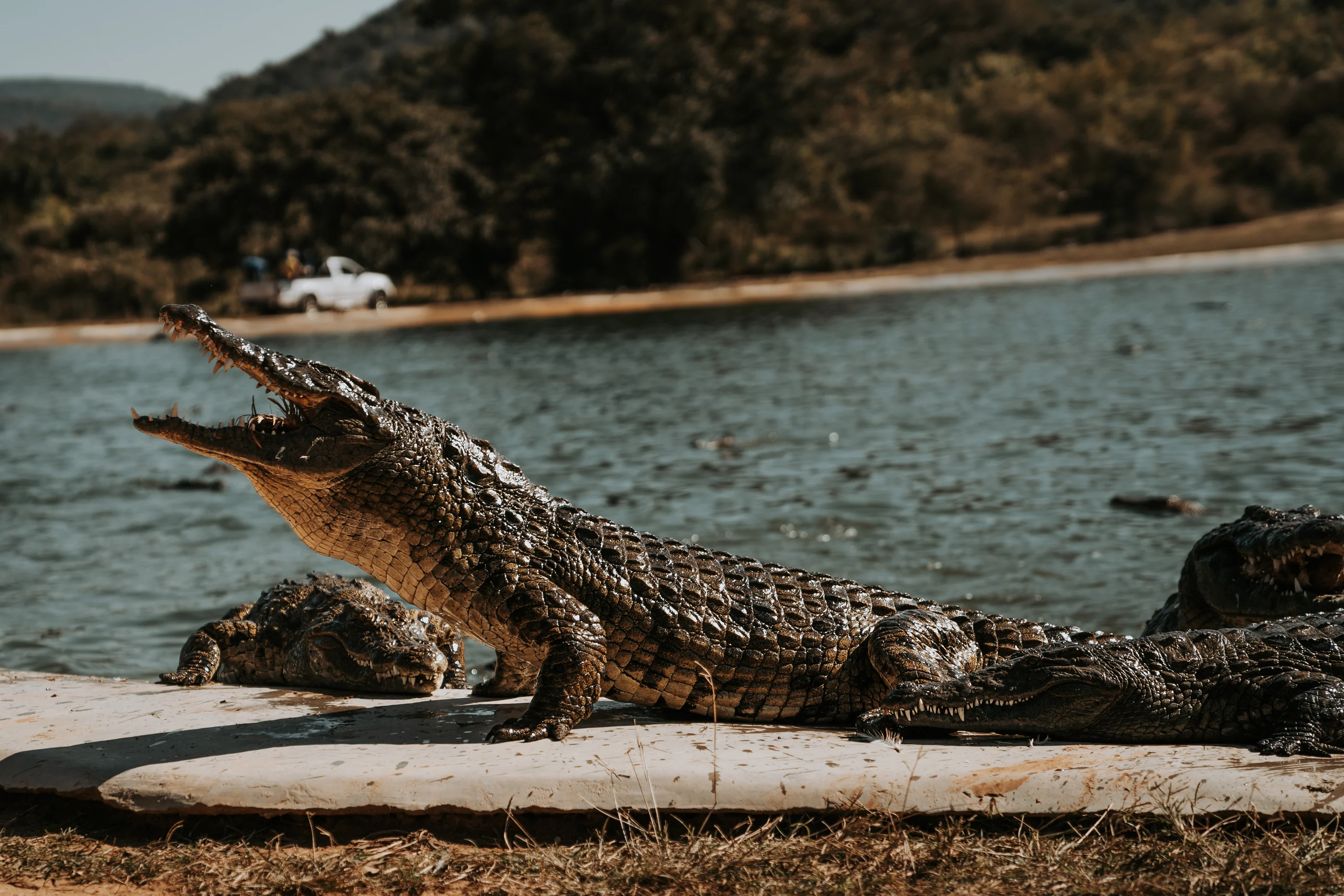 Several crocodiles together beside water