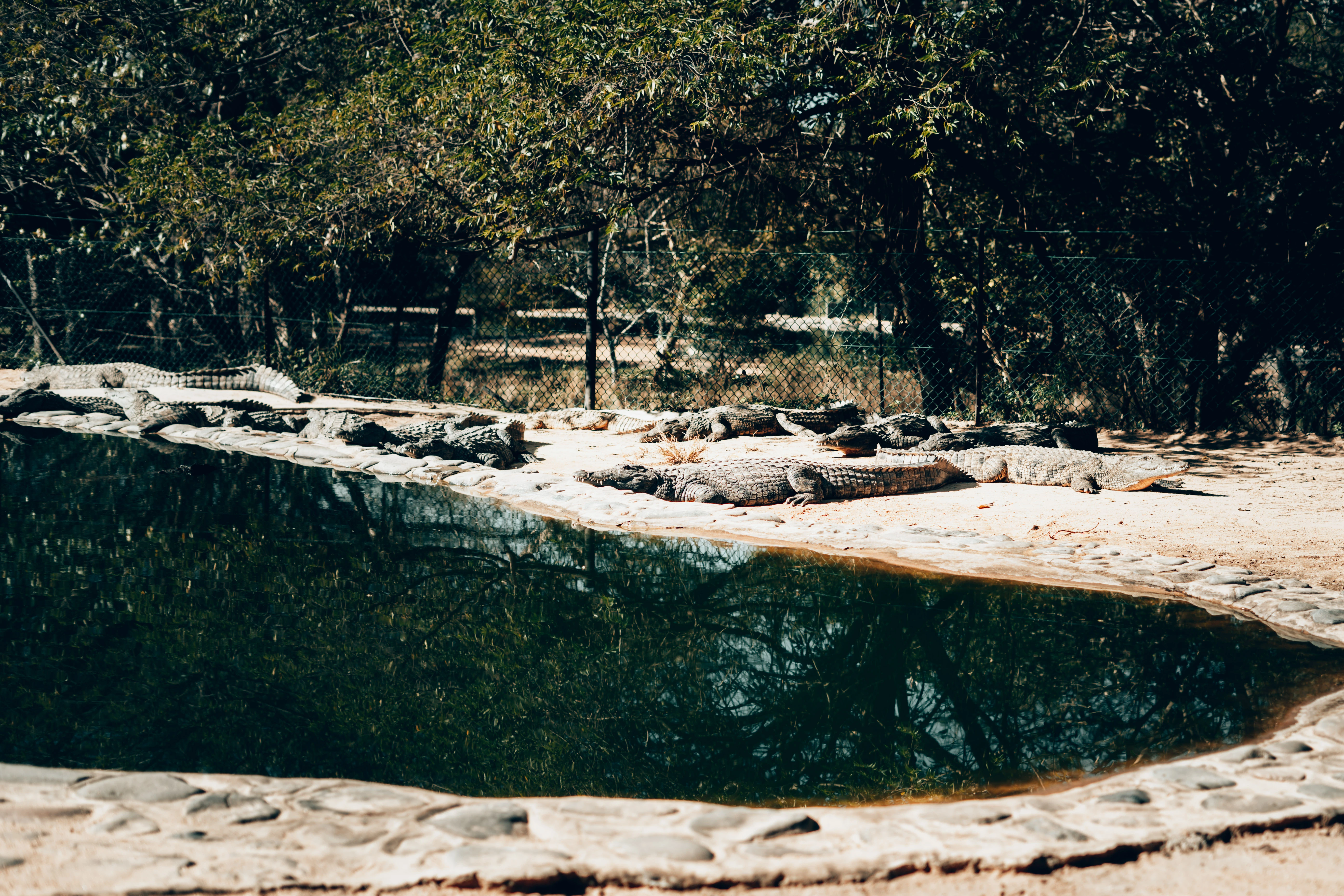 Nile crocodiles resting on the sand beside a pool at Seronera