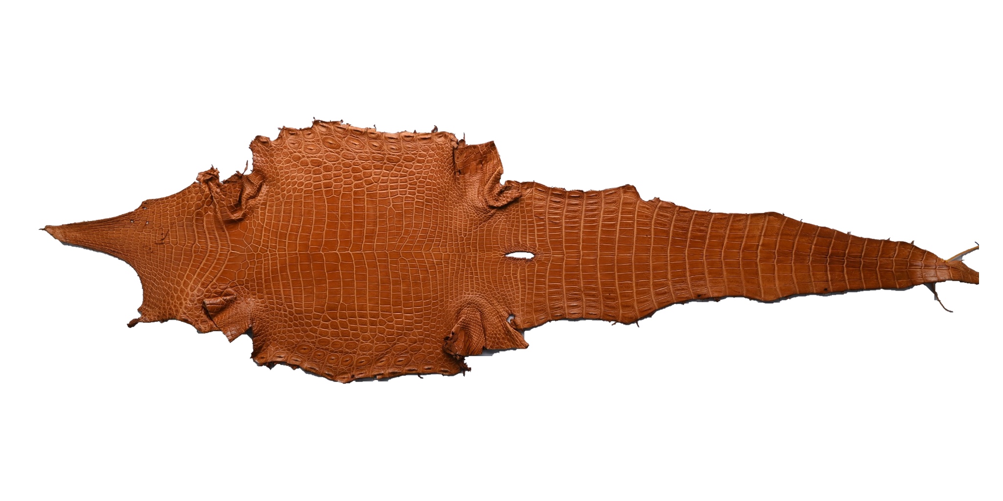 One full cognac crocodile skin photographed flat, head to the left and tail to the right, with every scale visible