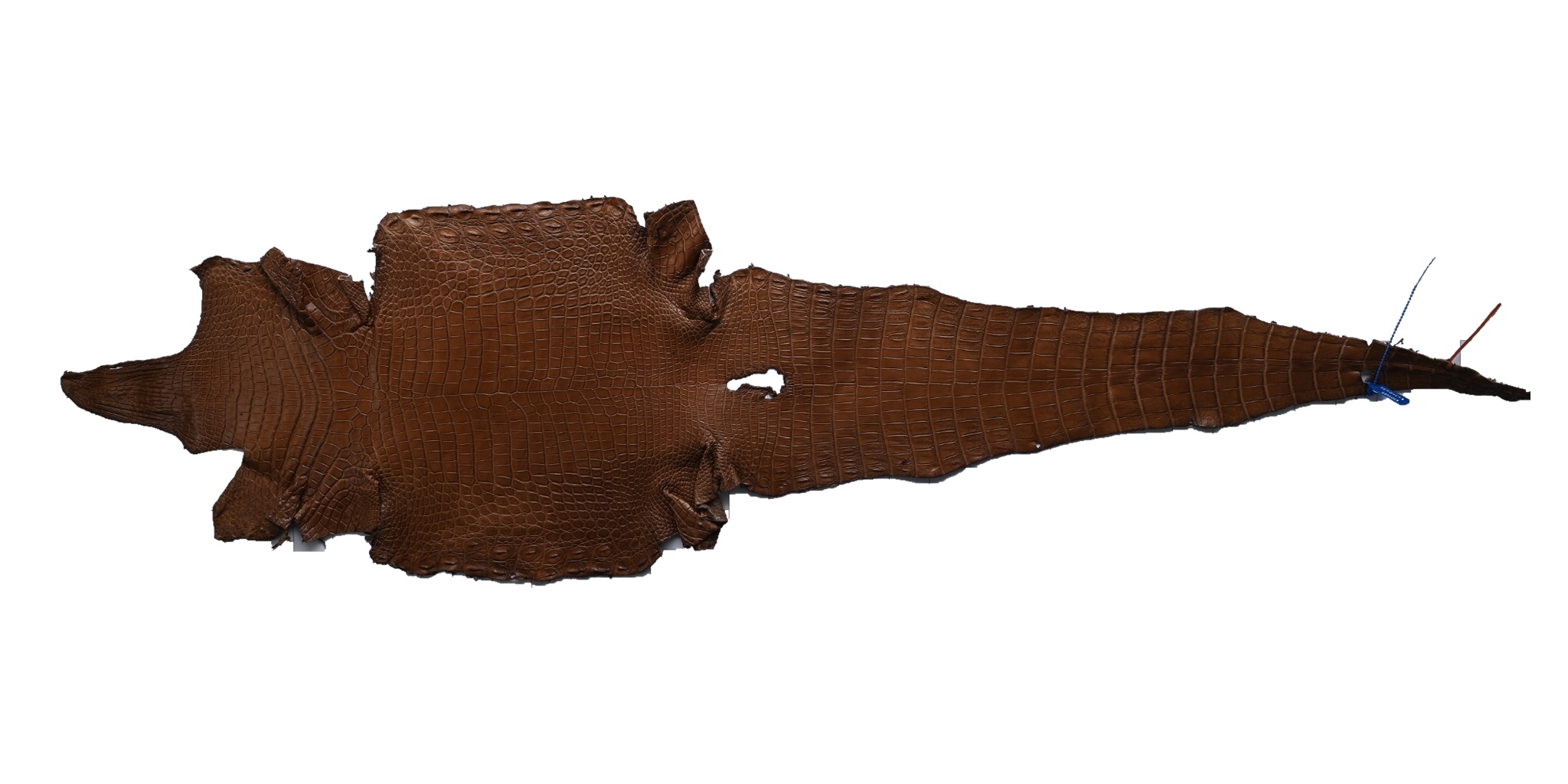 A full dark brown crocodile skin photographed flat