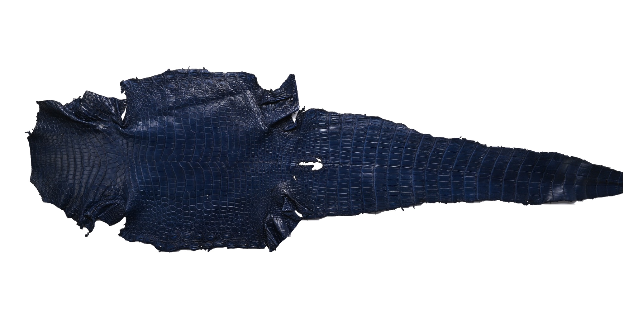 A full navy crocodile skin photographed flat