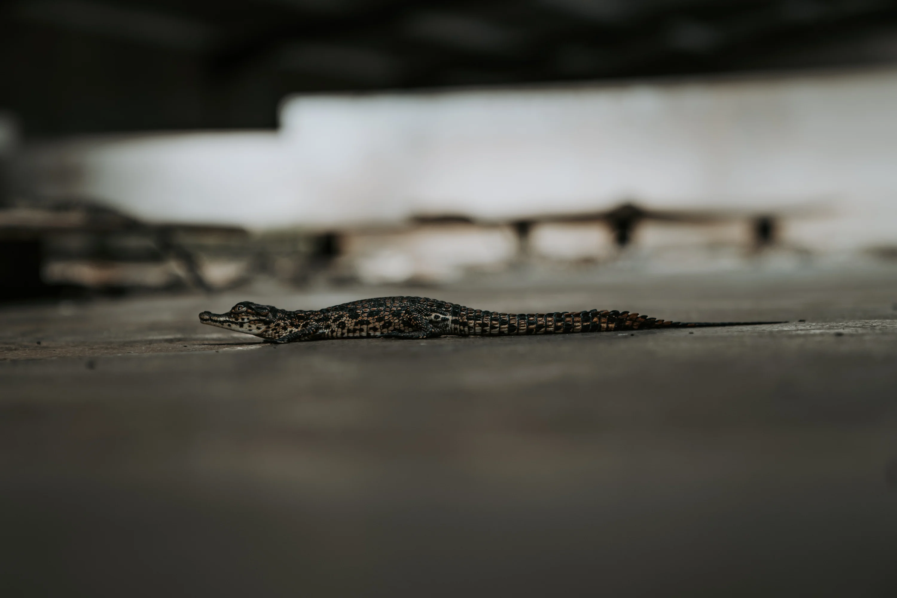 Young crocodile resting on a smooth floor