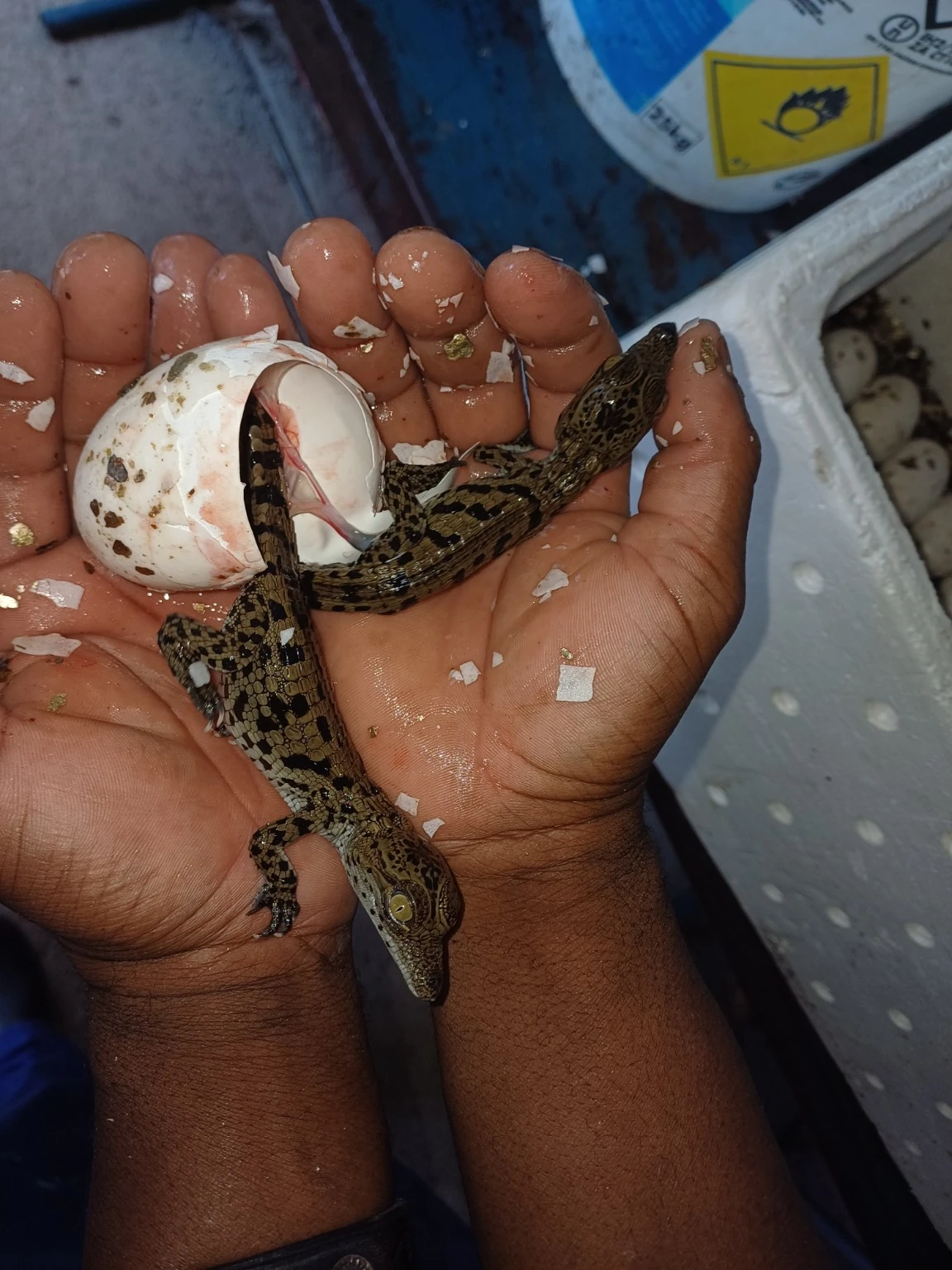 Small crocodile and a broken eggshell resting in a person's hands