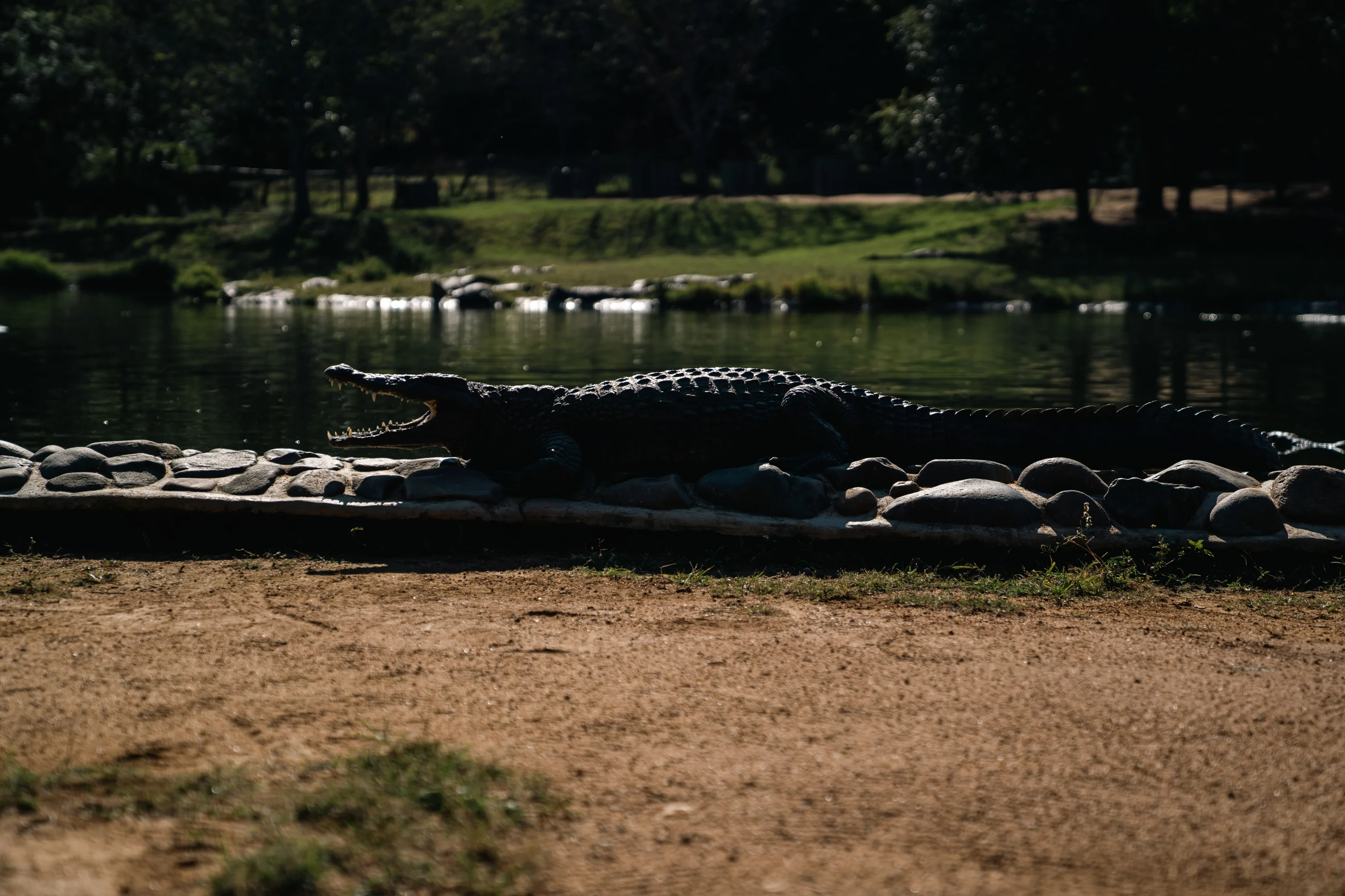 Several crocodiles at the edge of a farm pool