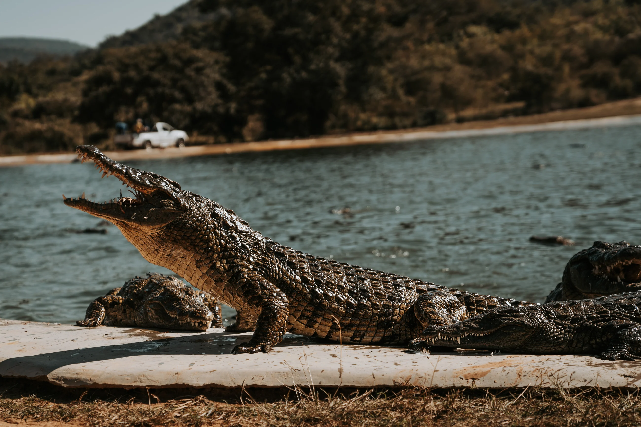 Crocodile resting on the edge of a pool