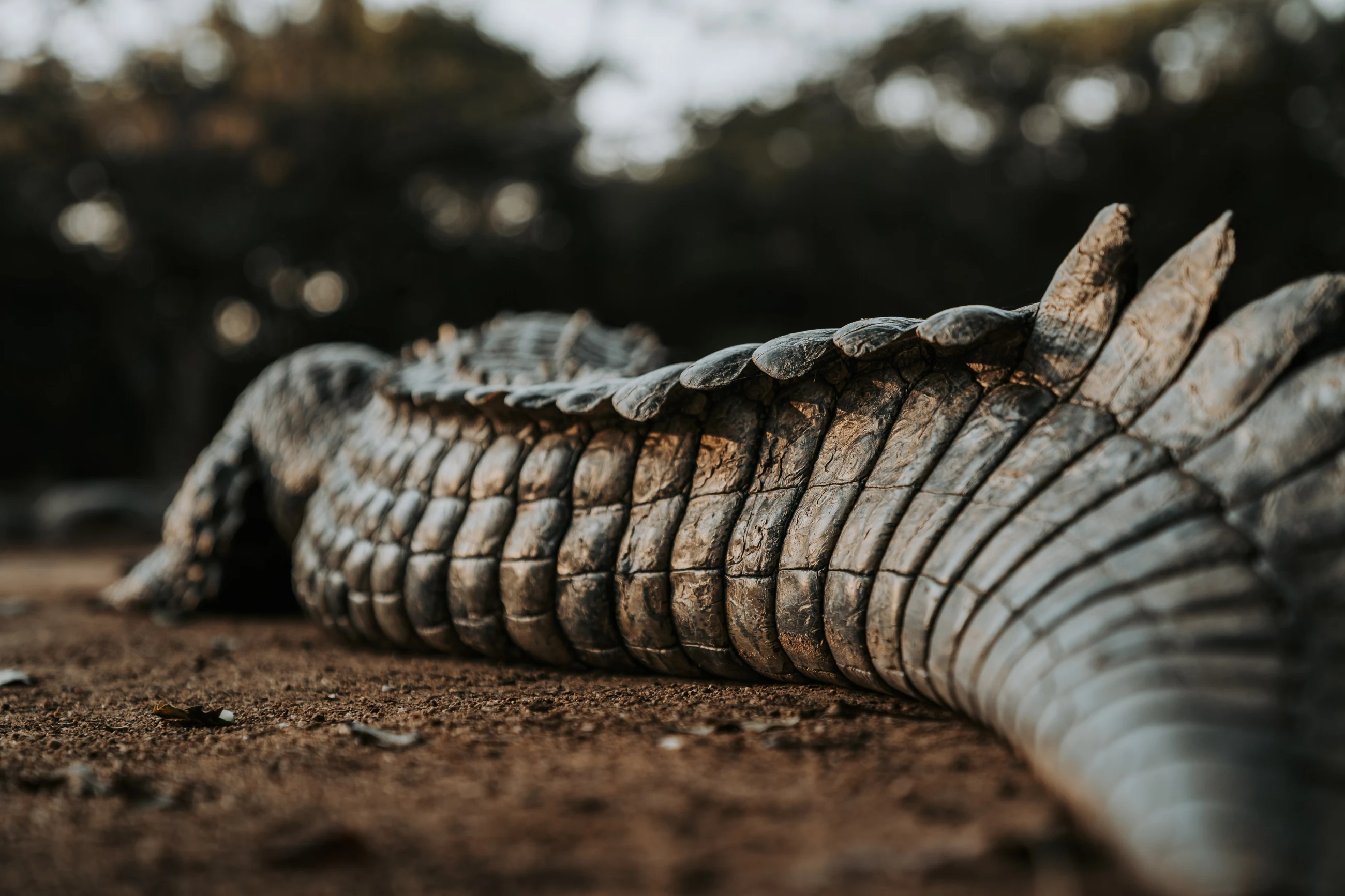 Close view of the scales on a living crocodile's tail