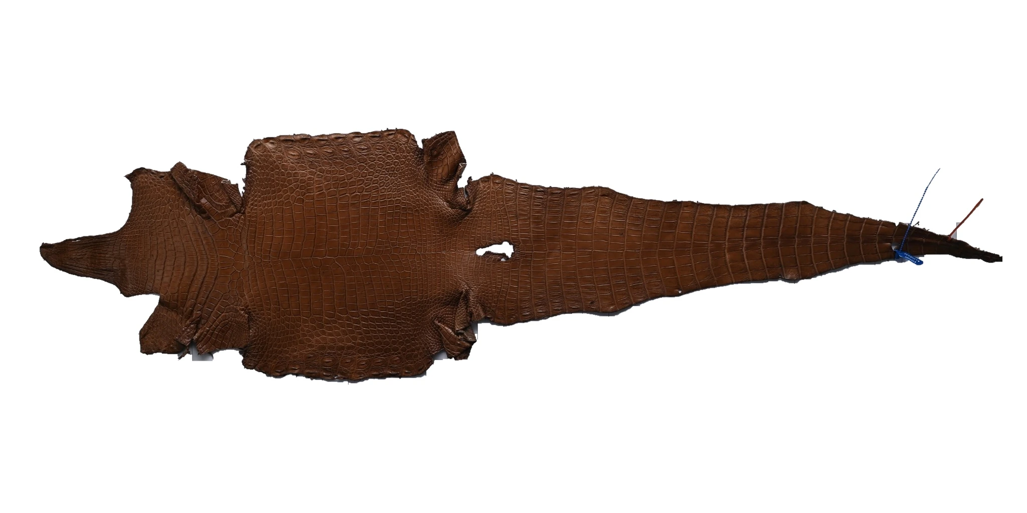 Dark brown crocodile skin laid flat, tail extending to the right