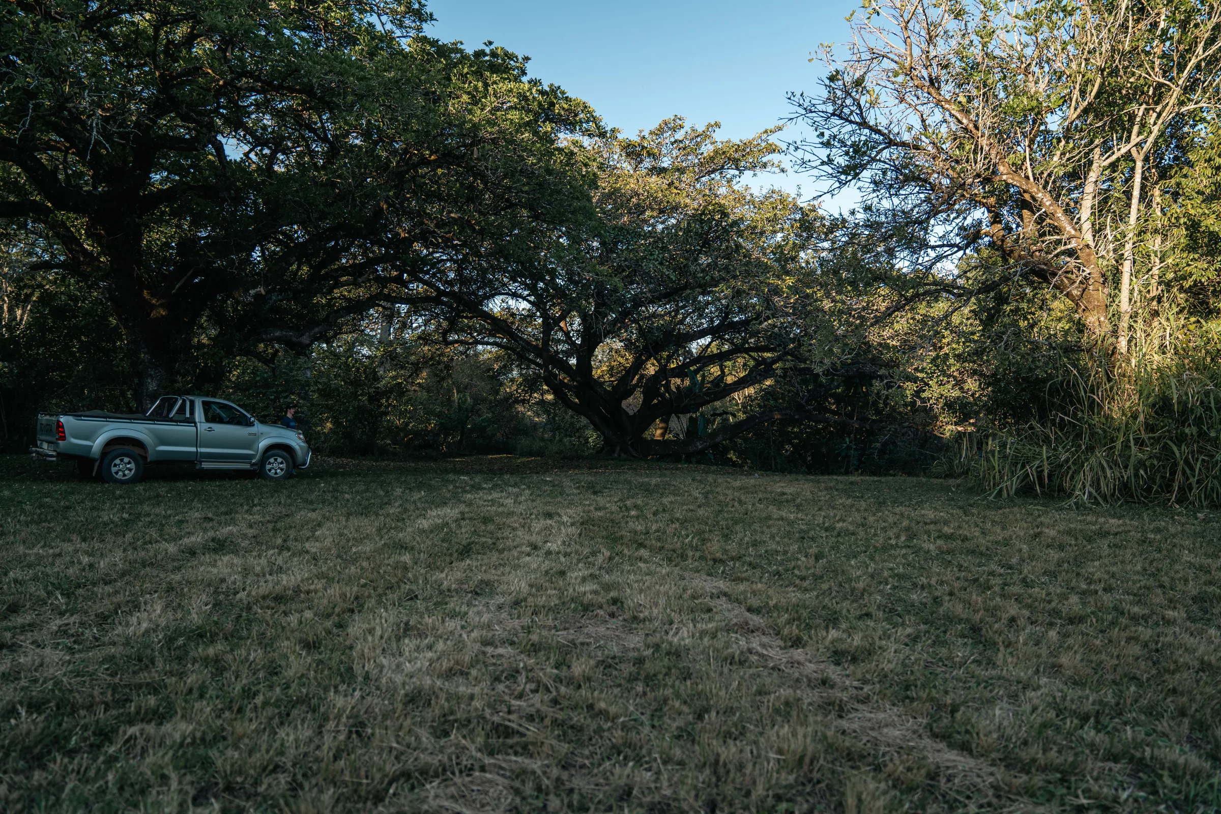 Open grassy area with trees