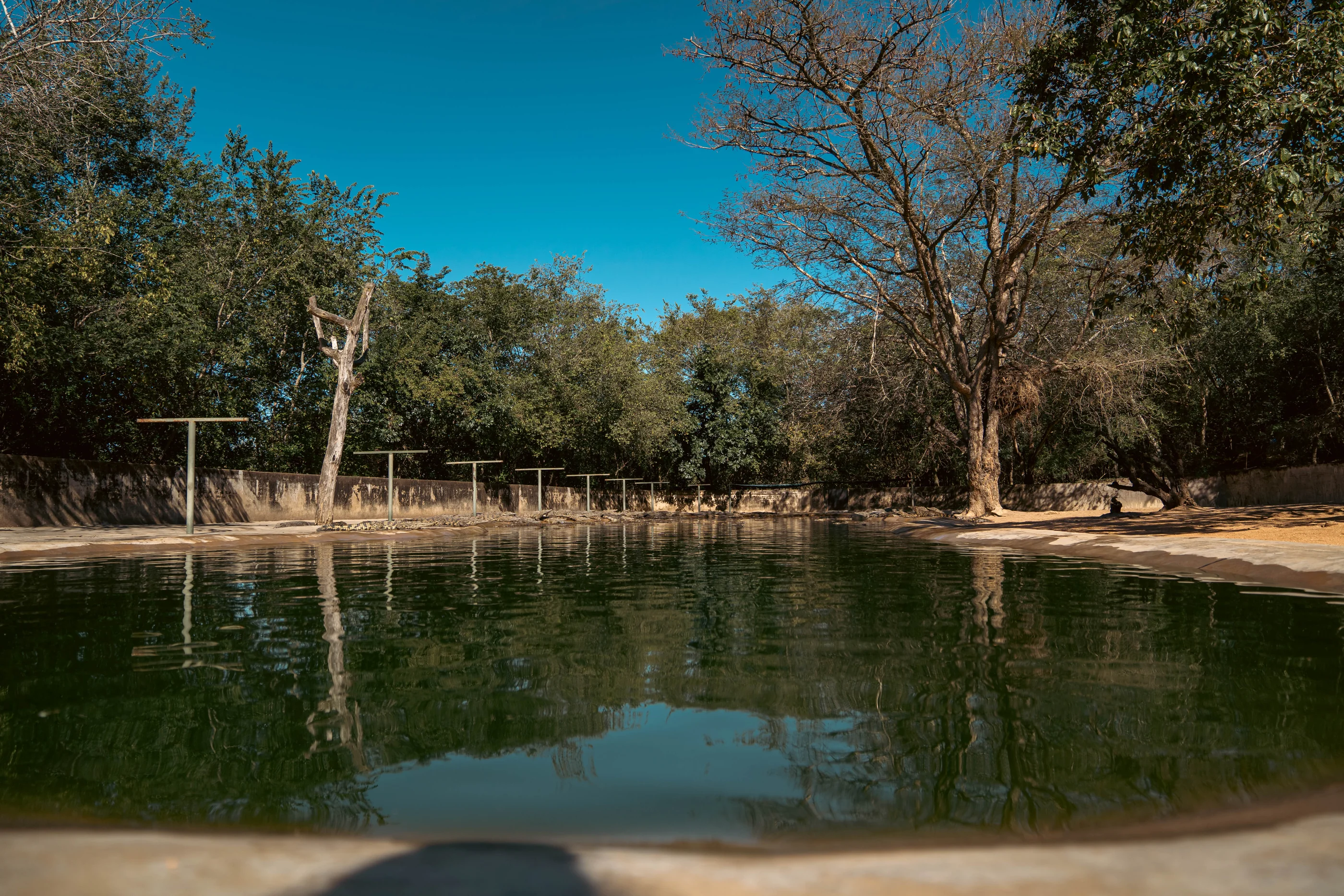 Pool and trees at the farm