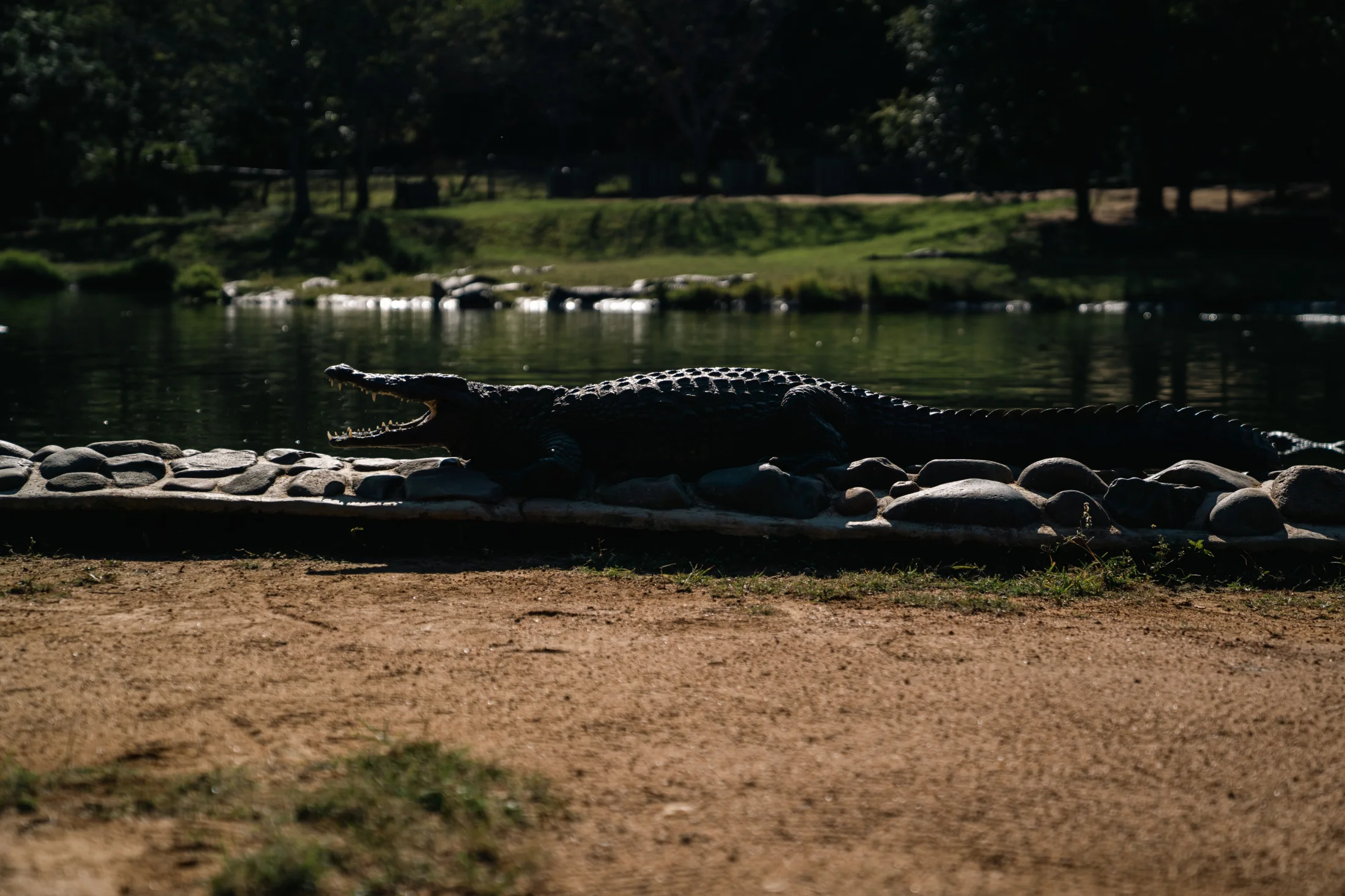 Crocodiles resting along the edge of a pool
