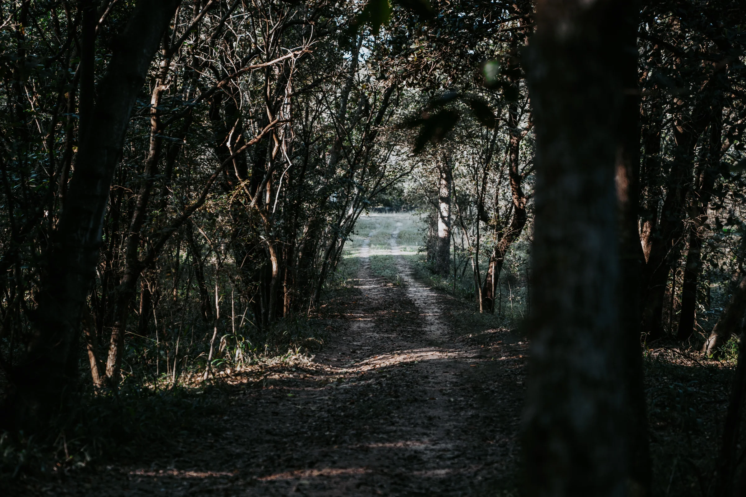 Shaded path through trees