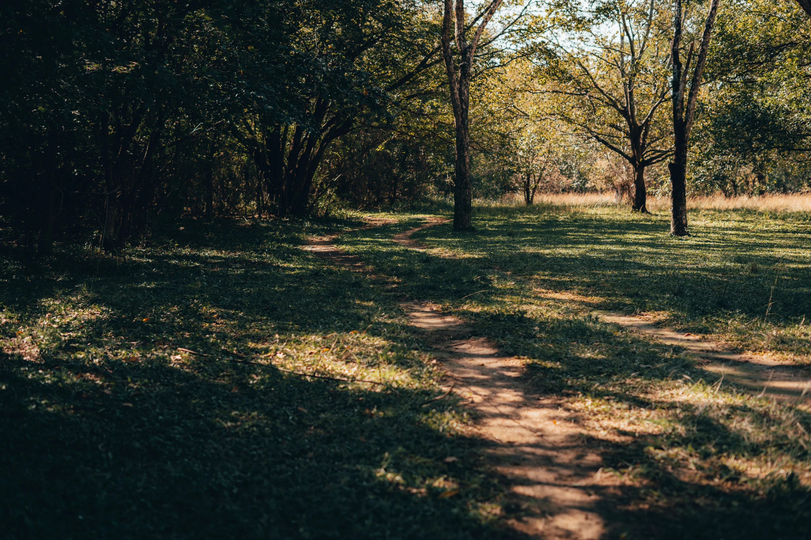 A sunlit path among trees at Seronera
